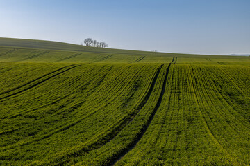 Looking out over fields of young crops growing in rural Sussex, with a clear blue sky overhead