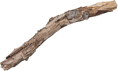 bark of a tree