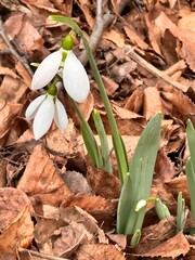 Snowdrop