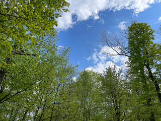 Green trees against the blue sky