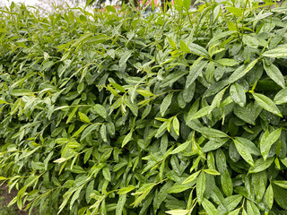 Green bushes with water drops, close-up view