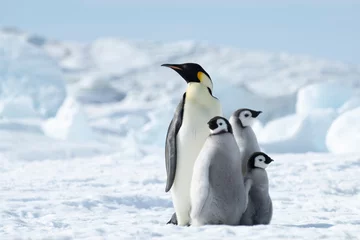 Emperor Penguin with three chicks in Antarctica  © Silver