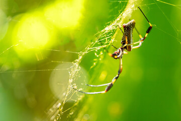 Golden Silk Orb-Weaver  ( Nephila clavipes), on the web in Cahuita National Park, Costa Rica