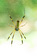 Golden silk orb-weaver spider on its web in tropical forest  ( Nephila clavipes)