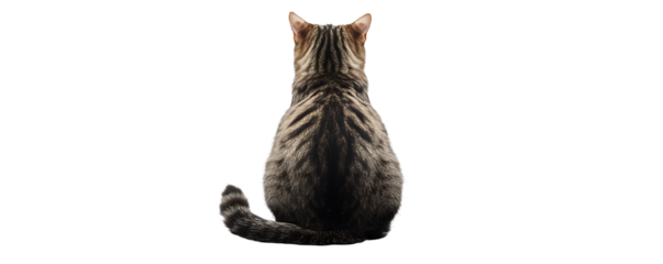 A cat sitting with its back turned, isolated on a transparent background, emphasizing its quiet demeanor.