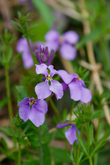 オオアラセイトウの花01