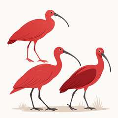 set of red ibis in minimalistic style vector