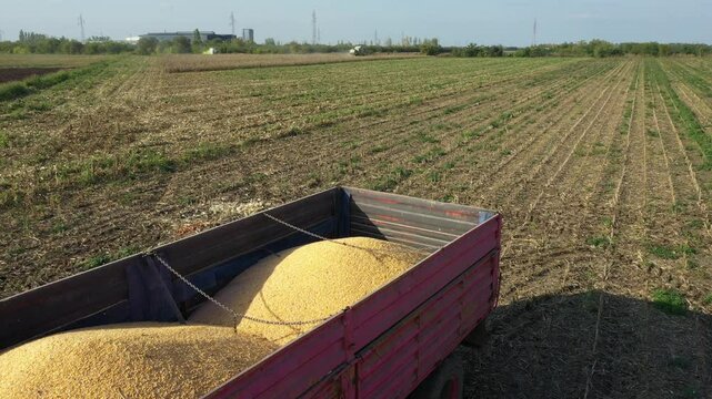 Above view, over one trailer loaded with grain waiting transshipment. In background two harvesters, harvesting undeveloped corn, cornfield with low yield stunted plants is consequence of a drought.