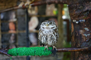  Close-Up of a Curious Little Owl on a Perch,  its alert expression and detailed feathers beautifully captured in a shallow depth of field.
