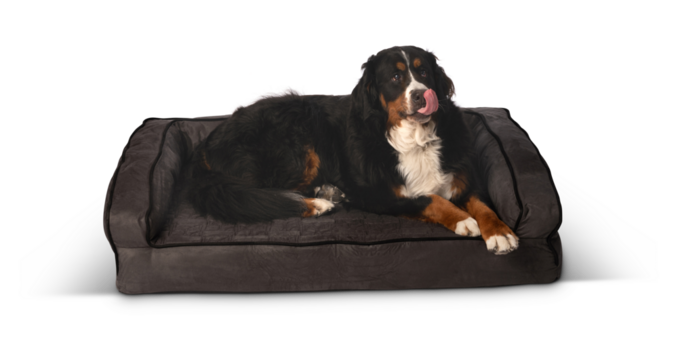 bernese mountain dog sitting in front on transparent background