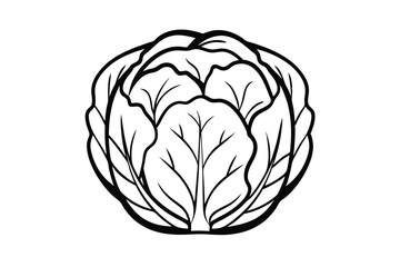 Cabbage Line Art Vector Illustration Fresh Vegetable Outline Design Food Ingredient Minimalist Drawing Simple Black And White Icon