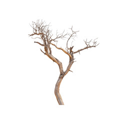 Fototapeta premium Isolated Dead Tree onTransparent background - Dried Branches, Desert Tree, Nature Photography