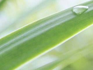 若葉と滴(水滴)
