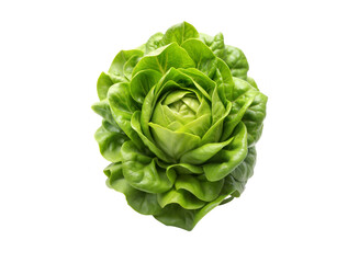 Fresh Green Butterhead Lettuce Head Isolated on White Background Closeup View