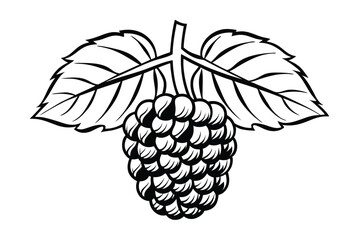 Elegant Blackberry Outline Vector Illustration Fresh Berry Design With Detailed Leaves In Black And White Minimalist Style