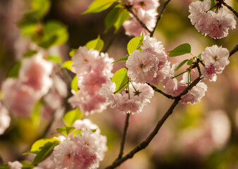 cherry blossom in spring