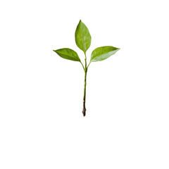New beginnings symbolize potential growth with a plant emerging from dark soil against a Transparent background, New Beginnings The Potential Growth, PNG background