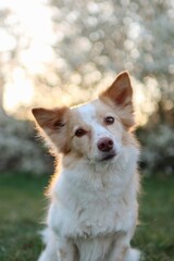 dog at sunrise by a blooming bush in the park