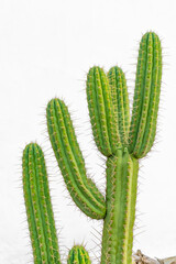 Cactus growing in front of white wall in sunlight