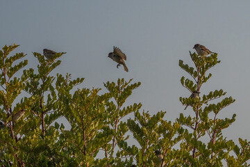 House Sparrows in a Tree