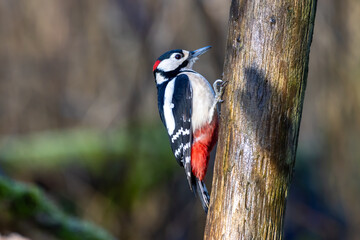 great spotted woodpecker