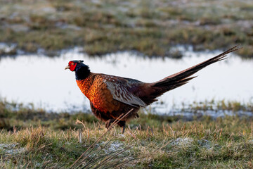 pheasant in the grass