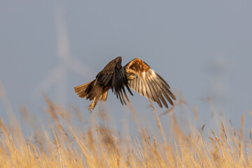 
marsh harrier above the reed land