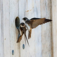 sand martin
