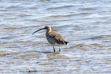 
curlew