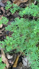 Green ferns in the forest, closeup of photo.