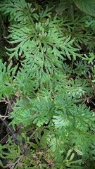 Green ferns in the forest, closeup of photo.
