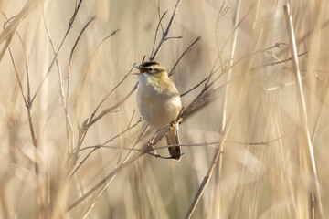  
reed warbler