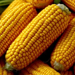 Fresh Corn Cob Pile Close Up.