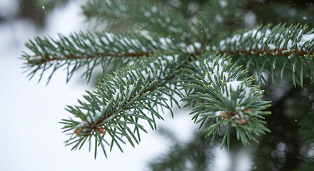 Obraz premium Snow-Kissed Evergreen: Winter's Gentle Embrace AI Generated