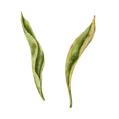 Tulip green leaves, set watercolor illustration. For composition with flowers for wedding, birthdays, tulip festivals, invitations, flower shops, labels and packaging.