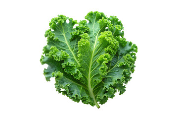 Fresh Green Kale Leaves Isolated on White Background Healthy Food Vegetable