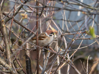 A small sparrow on a branch in spring
