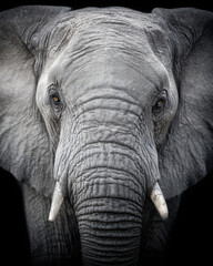 Majestic elephant showcasing intricate textures and strength in close-up during twilight hours