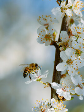 Fototapeta A honey bee with beautiful spring blossoms in early spring. White blooms on a fruit tree. Pollen and pollinators. Close-up insect photography.