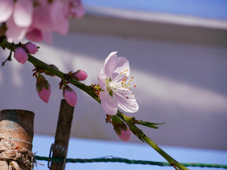 Beautiful spring blooms in bright light. Close-up flowers on fruit trees in spring. Blue sky in the...