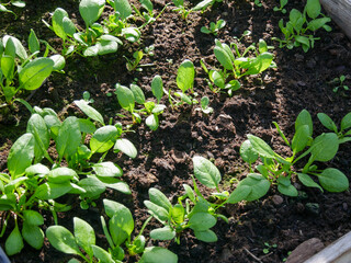 Spinich growing in raised beds in the greenhouse. Early spring. Vegetable cultivation outdoors. 