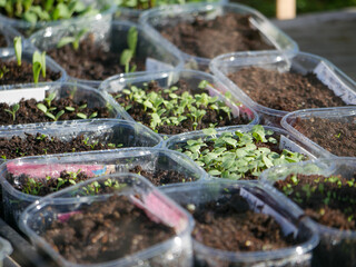Small seedlings in little seedtrays in the greenhouse in spring. Just germinated. Gardening and...