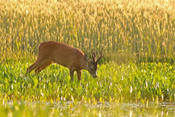 Sarna europejska (Capreolus capreolus) roe deer © Bartosz Rakoczy