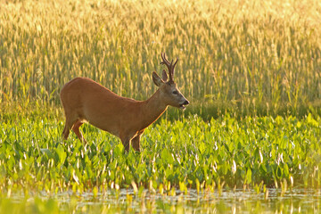 Sarna europejska (Capreolus capreolus) roe deer © Bartosz Rakoczy
