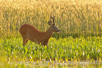Sarna europejska (Capreolus capreolus) roe deer