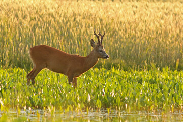 Sarna europejska (Capreolus capreolus) roe deer © Bartosz Rakoczy