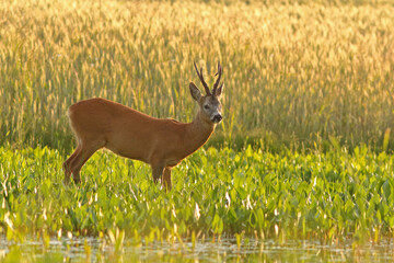 Sarna europejska (Capreolus capreolus) roe deer © Bartosz Rakoczy