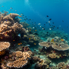 Fototapeta premium Vibrant marine life thriving in a healthy coral reef ecosystem underwater