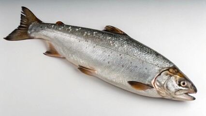 Fototapeta premium Arctic Char on studio background 