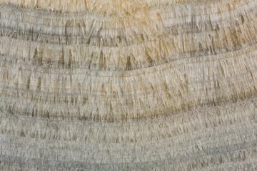 Fotobehang Your new perfect texture for strict design. © Dmytro Synelnychenko